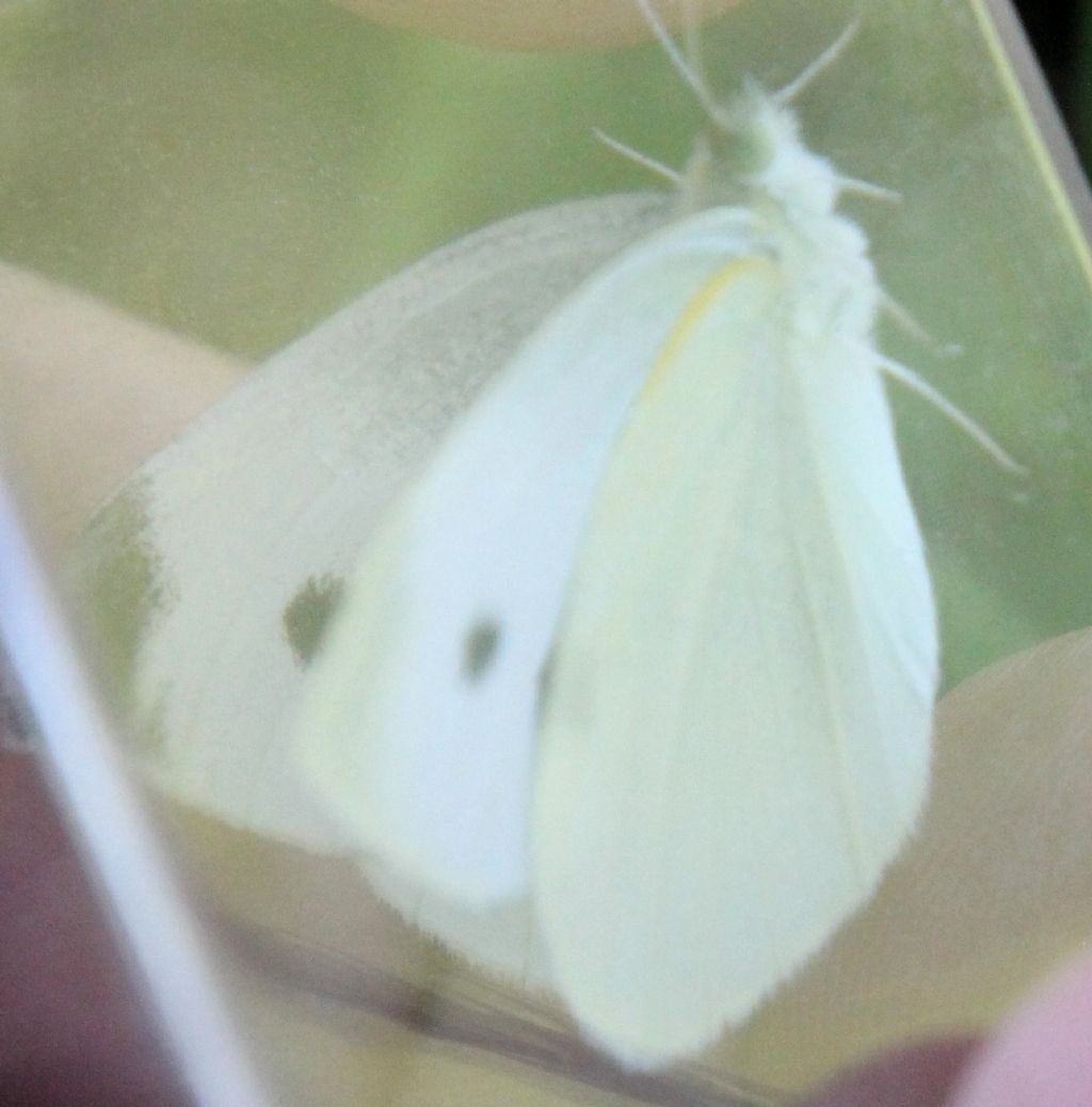 Pieris rapae?  S